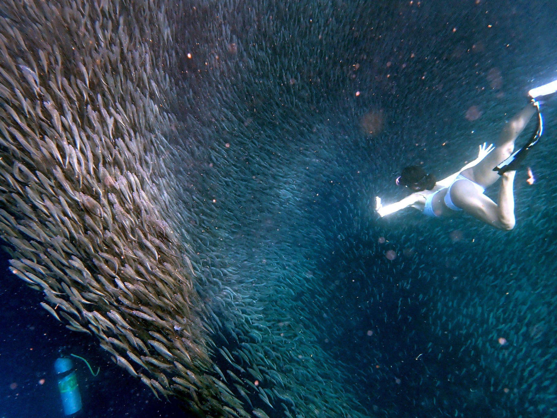 Freediver alongside a massive sardine baitball underwater