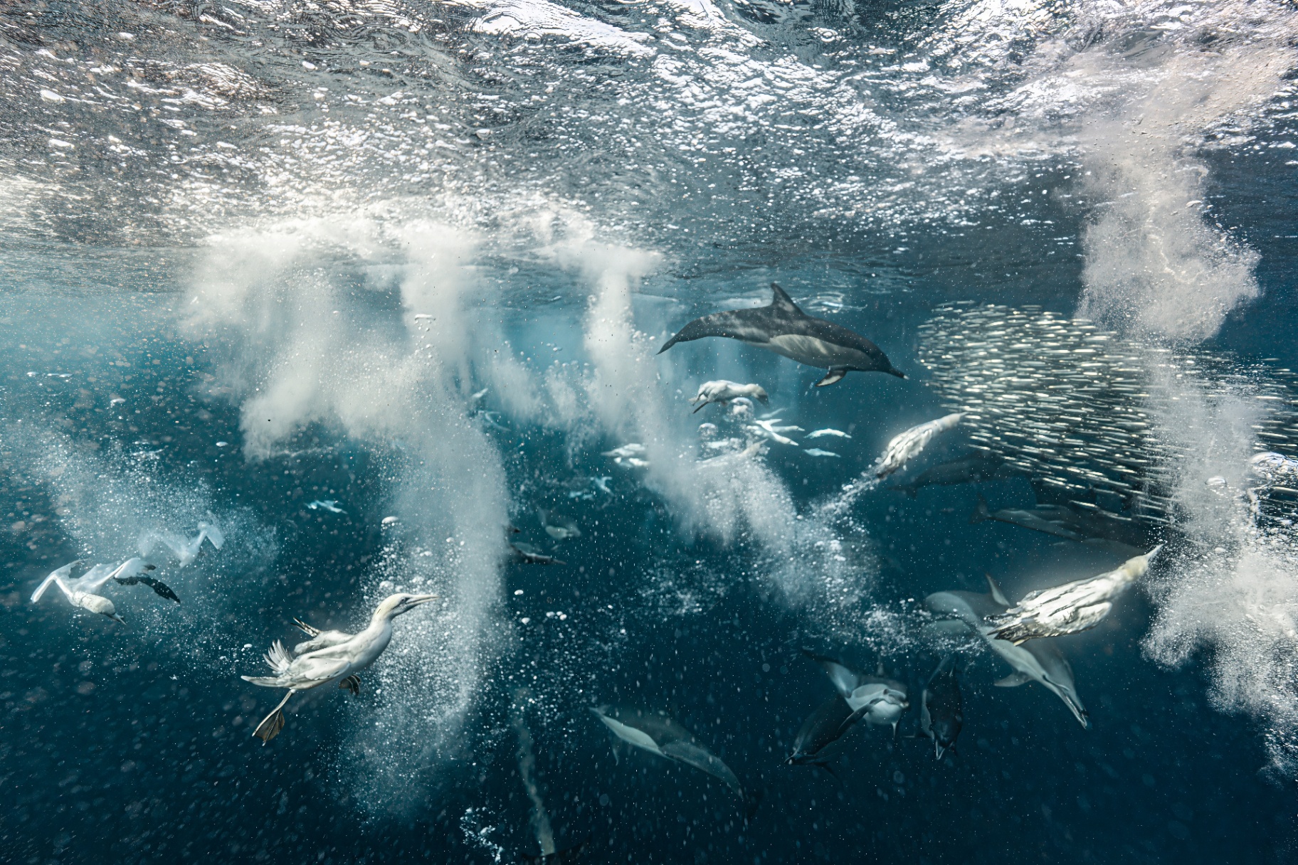 The Diver's Expedition